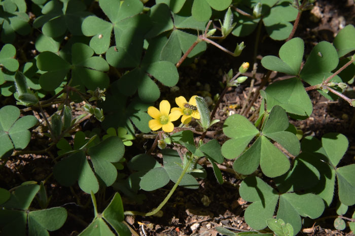 Oxalis corniculata, Creeping Woodsorrel